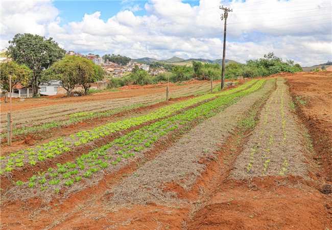 Fotos da Horta Municipal 